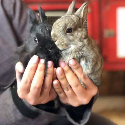 baby bunnies held in two hands