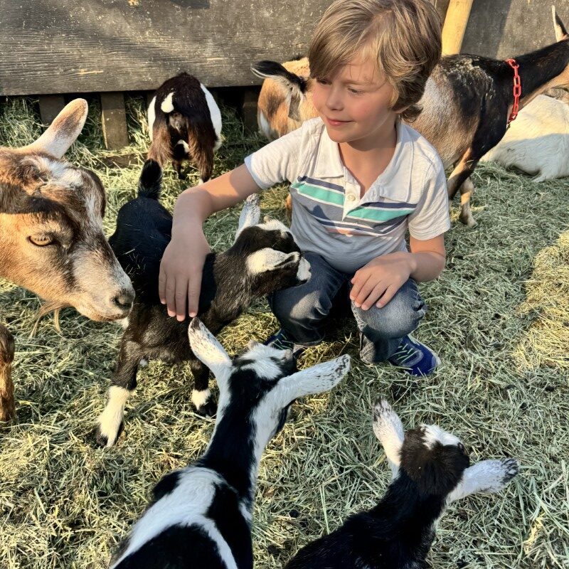 visit Butterfield acres spring babies