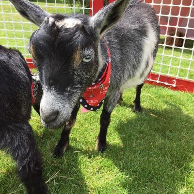 black goat with red kerchief