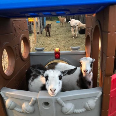 goats in the playground