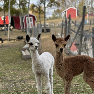baby alpacas