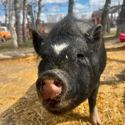 black pig close up