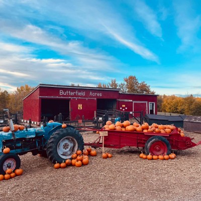 blue tractor with pumpkins