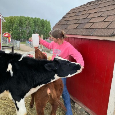 bottle feeding a calf