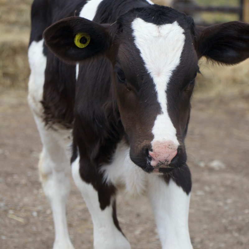 baby calf
