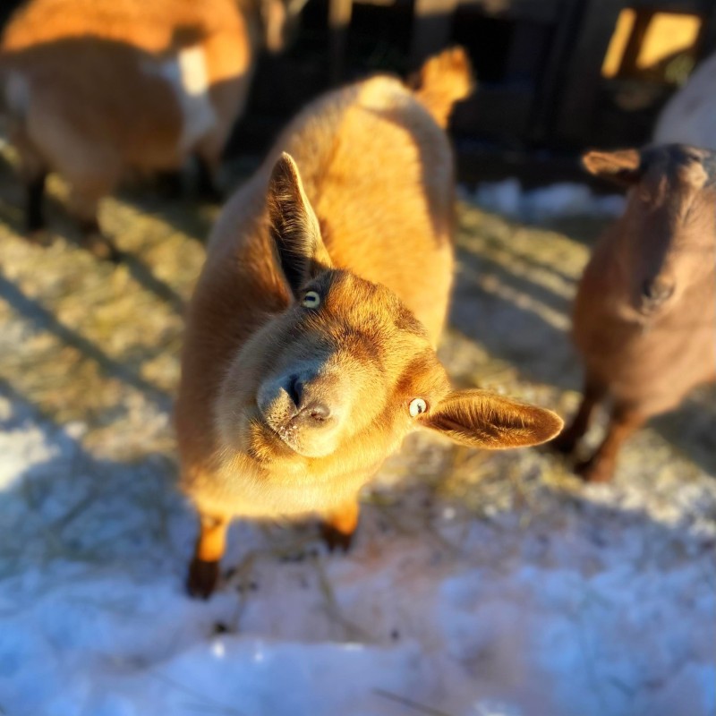 cute goat