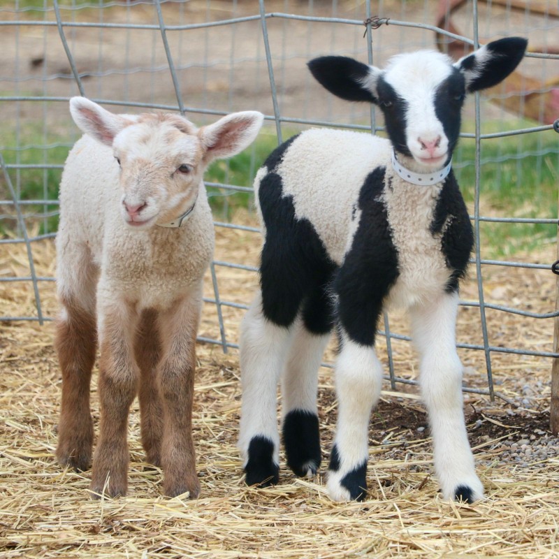 baby lambs