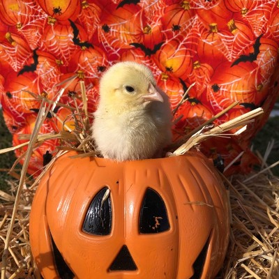 yellow chick in an orange pumpkin basket