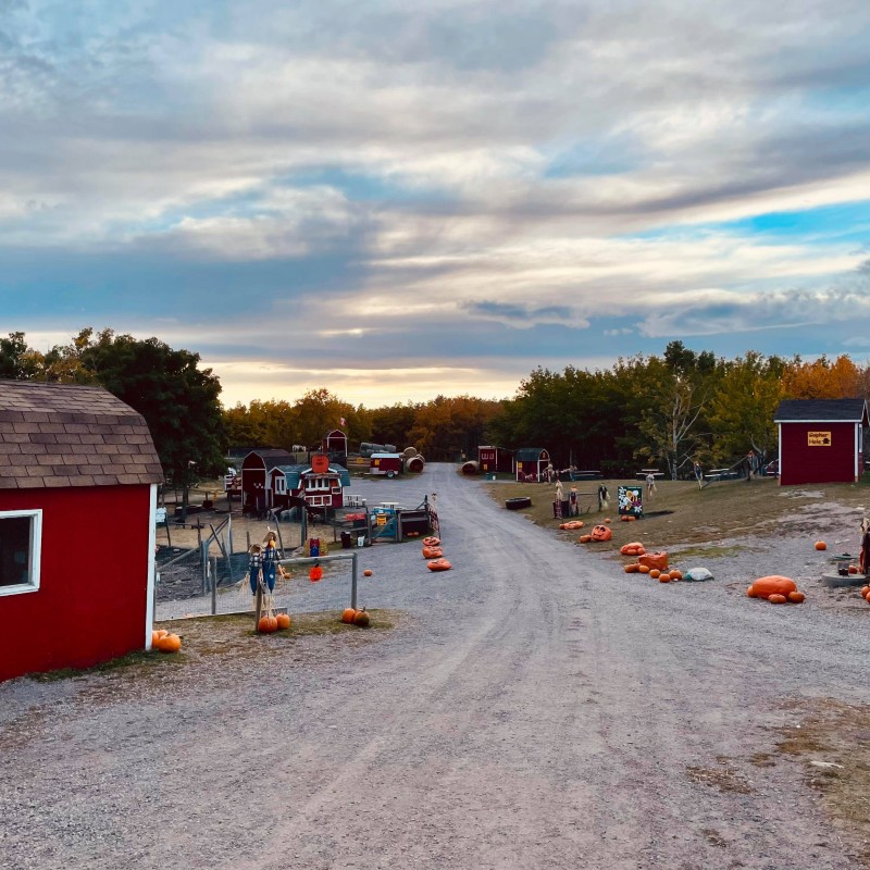 pumpkin morning at the farm