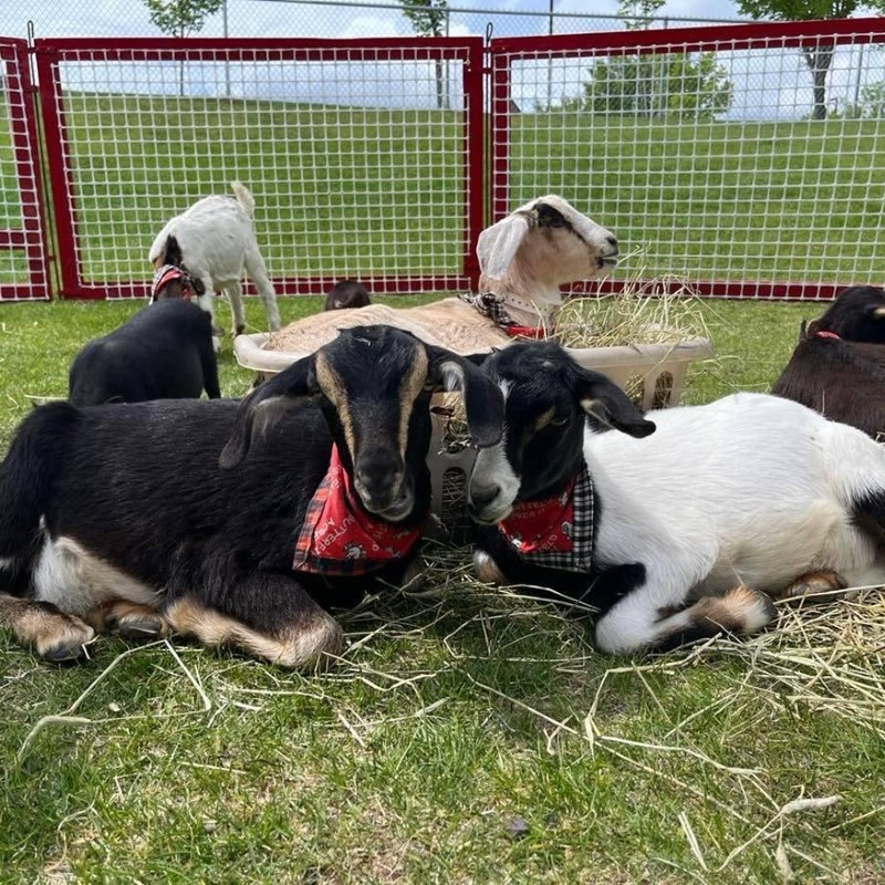 mobile petting zoo with goats sheep and bunnies