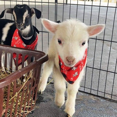 white baby goat with red kerchief