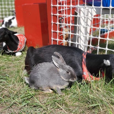 grey bunny with goats having a sleep